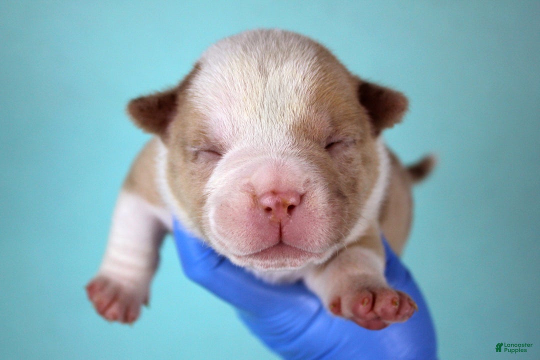 American Bully dogs for sale: Chocolate Merle Male - Ad 1