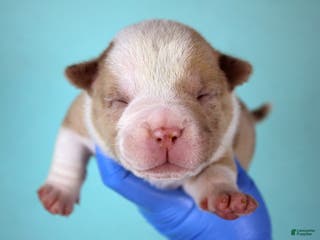 American Bully dogs Chocolate Merle Male - Ad 32