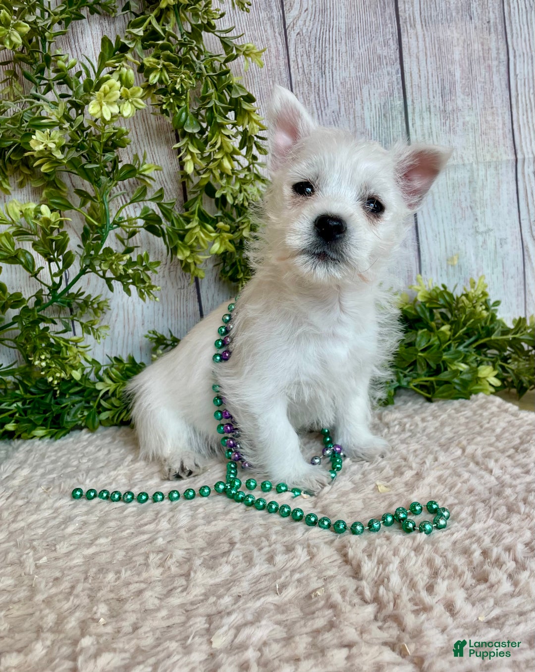 West Highland Terrier dogs for sale: Leah, AKC - Ad 11