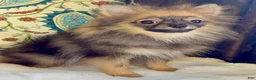 Pomeranian dogs for sale: Pomeranian Puppy Ruby - Ad 6