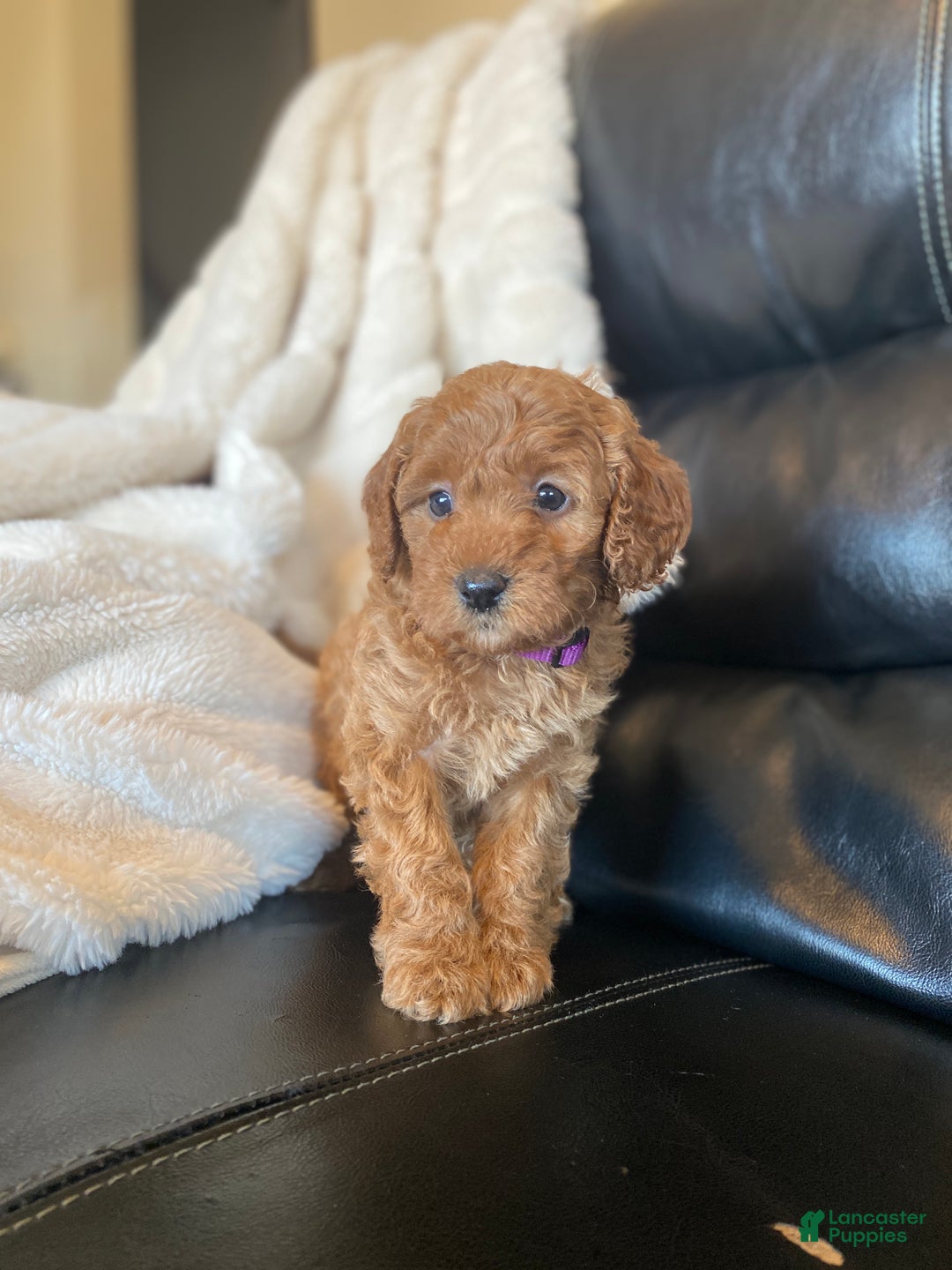 Mixed Breed dogs for sale: Carol  - Ad 4