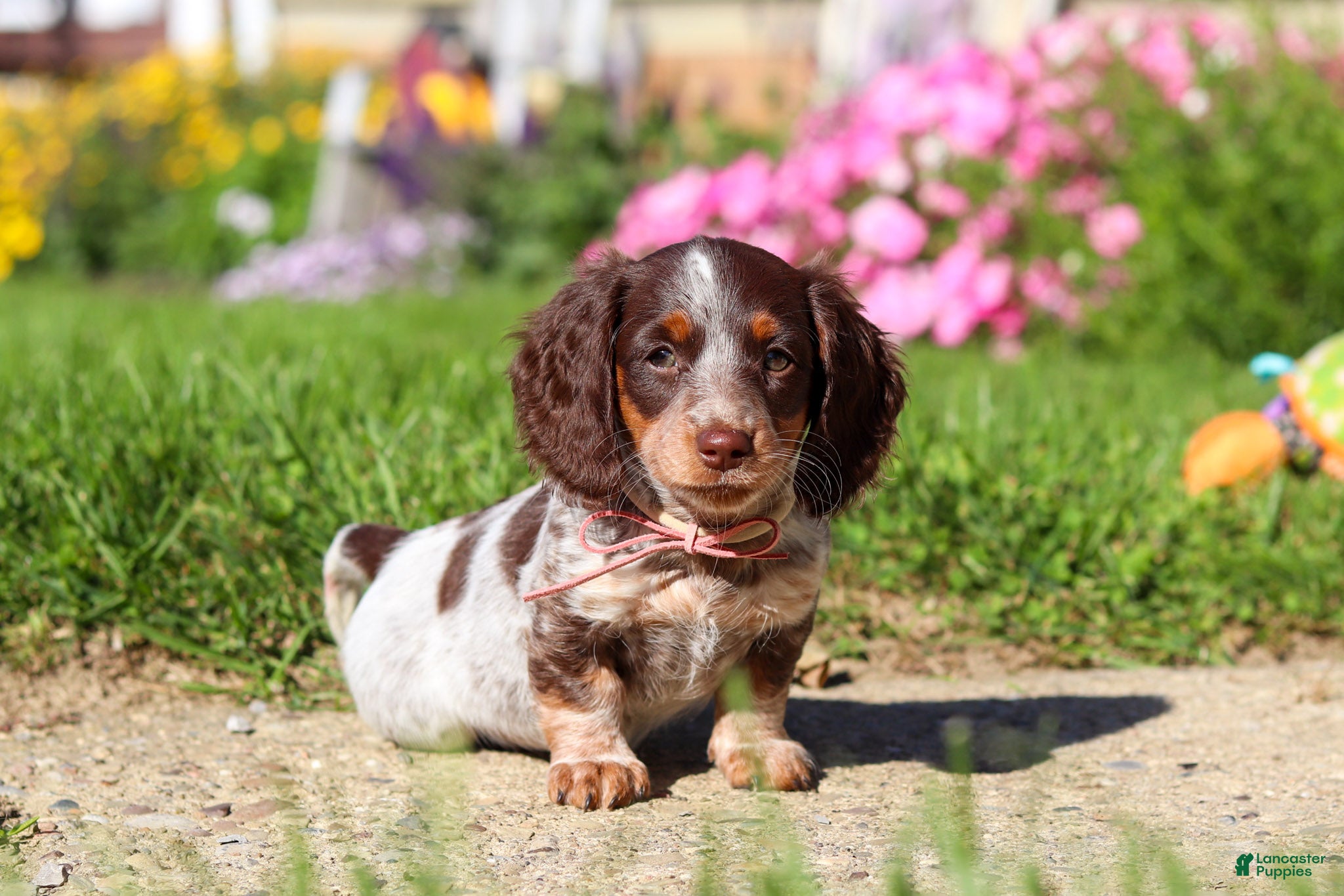 Dachshund dogs Sadie - Ad 1