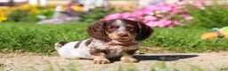 Dachshund dogs for sale: Sadie - Ad 1