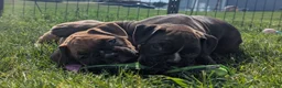 Boxer dogs for sale: Bentley  - Ad 4