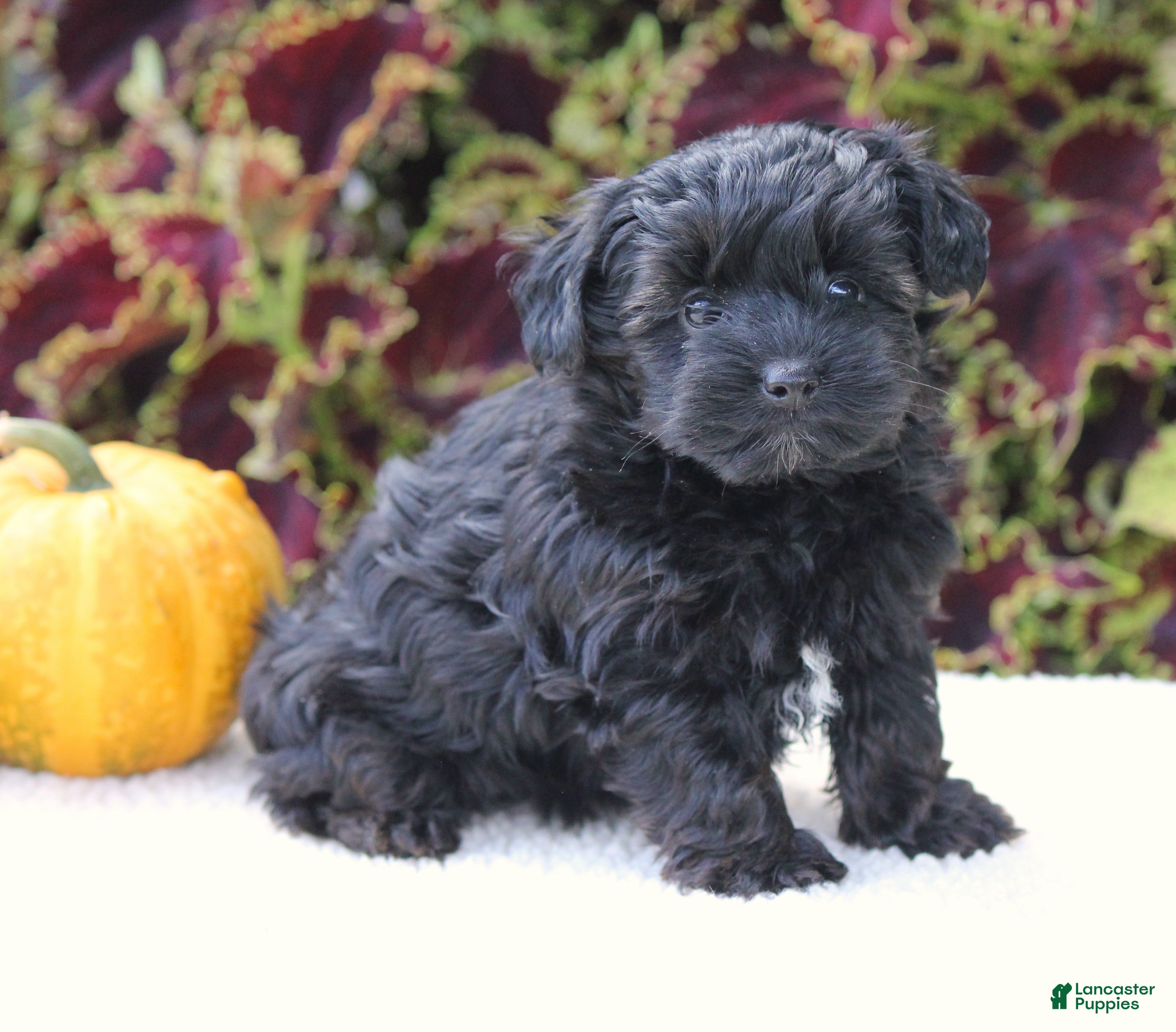 Yorkiepoo dogs for sale: Kate - Ad 1