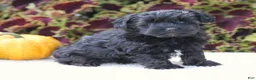 Yorkiepoo dogs for sale: Kate - Ad 6