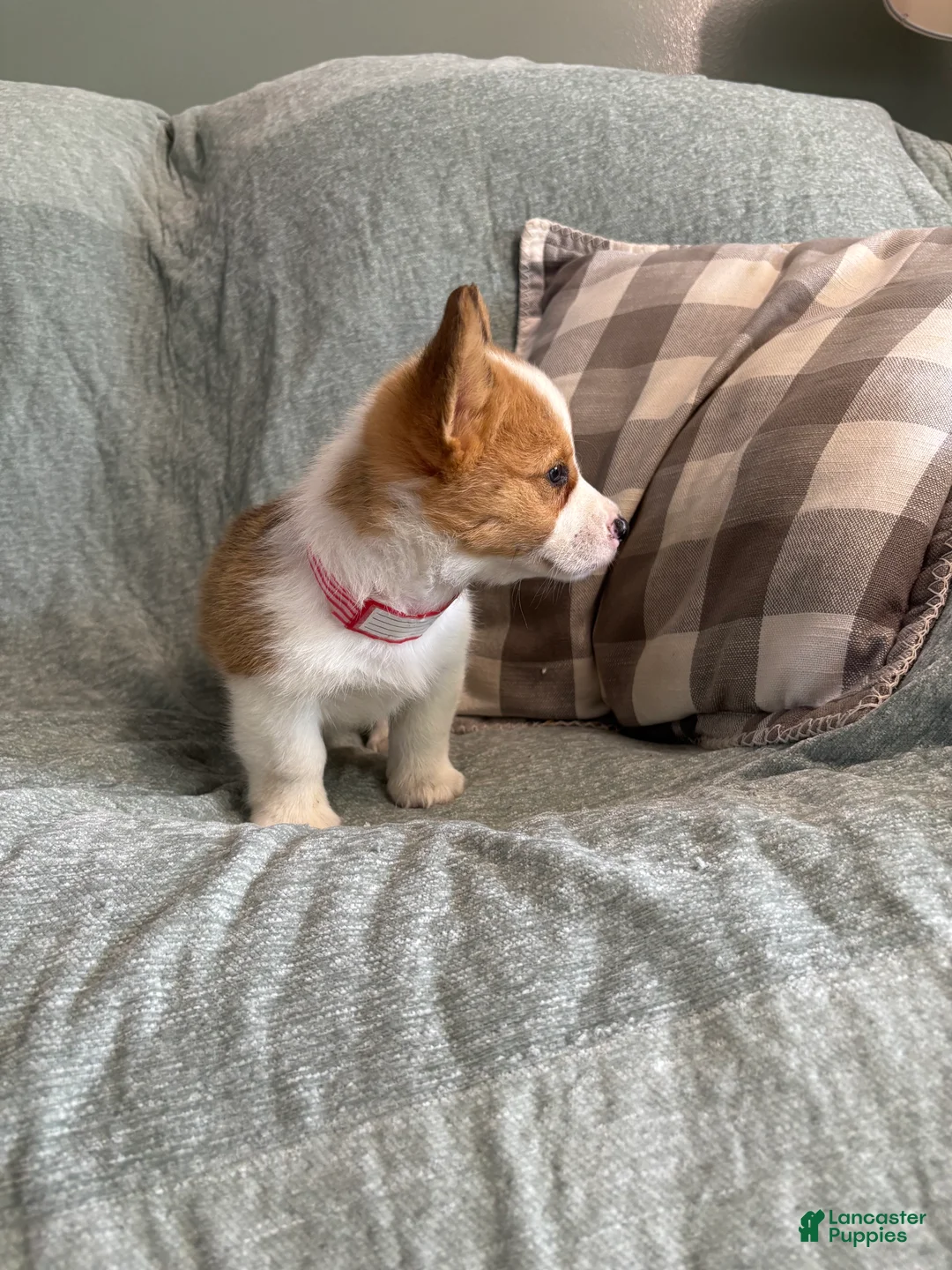 Welsh Corgi Pembroke dogs for sale: Welsh Corgi Pembroke 5 - Ad 2