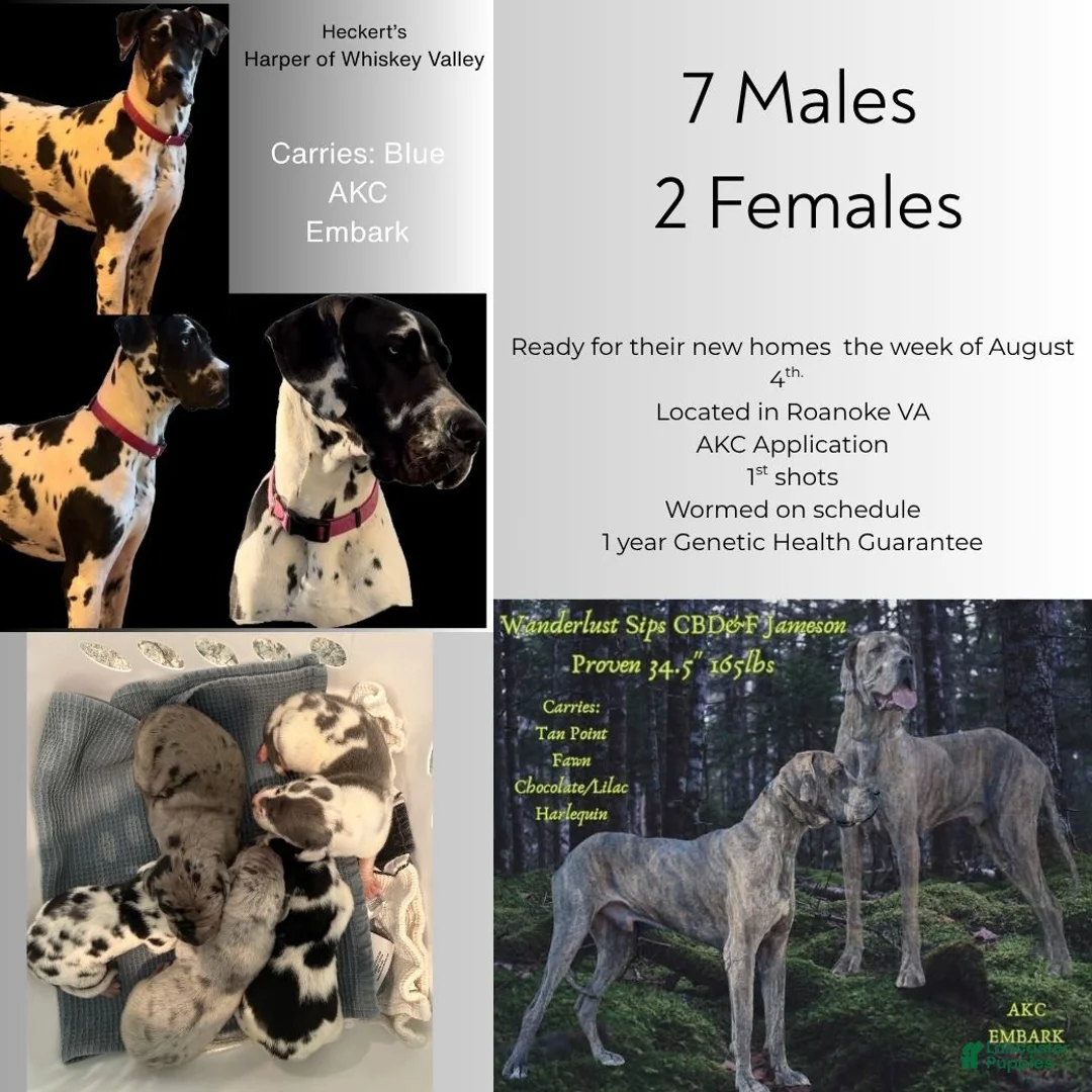 Great Dane dogs for sale: Jon Bon Jovi - Black collar - Ad 1