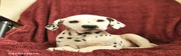 Dalmatian dogs for sale: Sage  - Ad 4