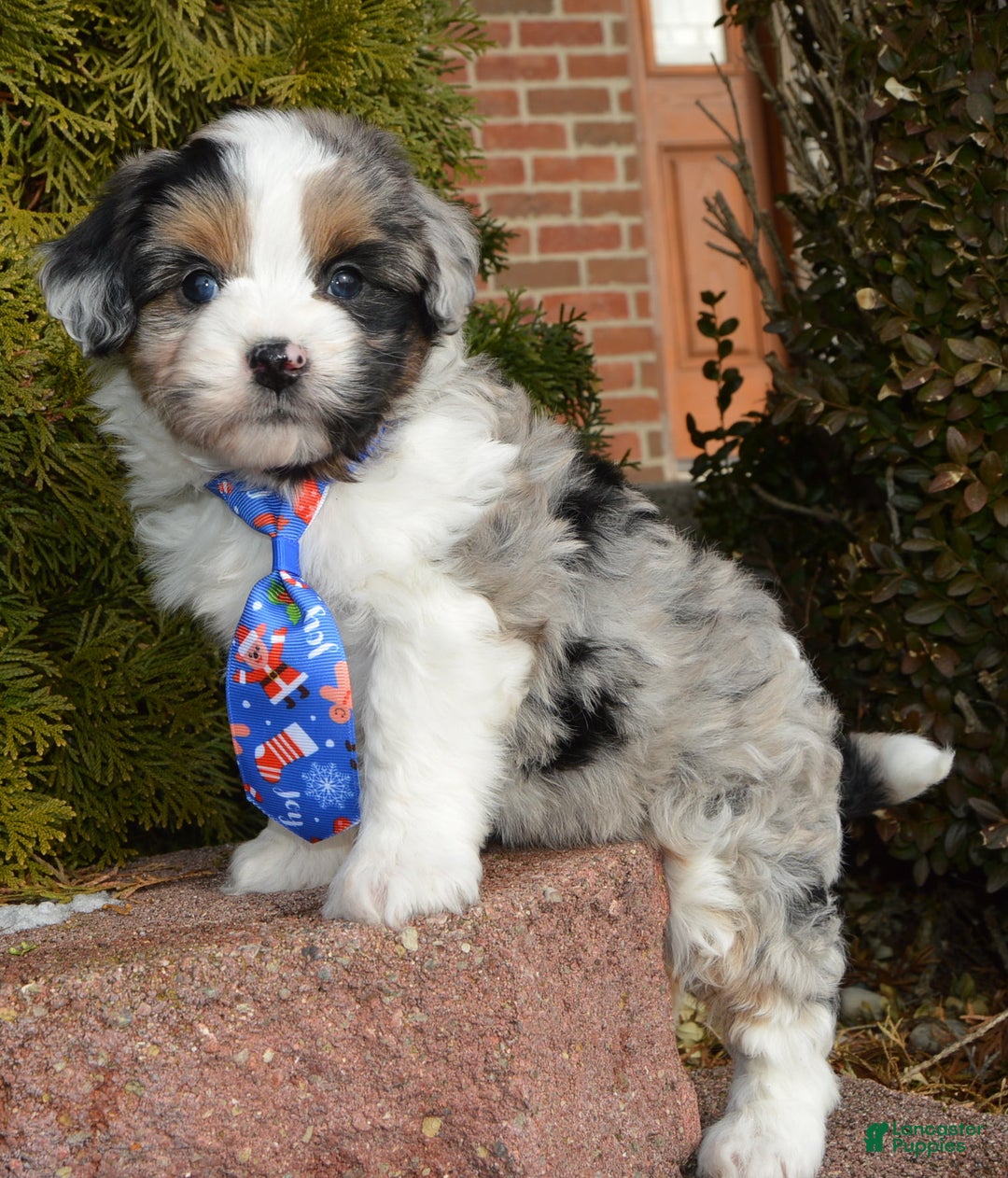 Mini Aussiedoodle dogs for sale: Toy Ace - Ad 17