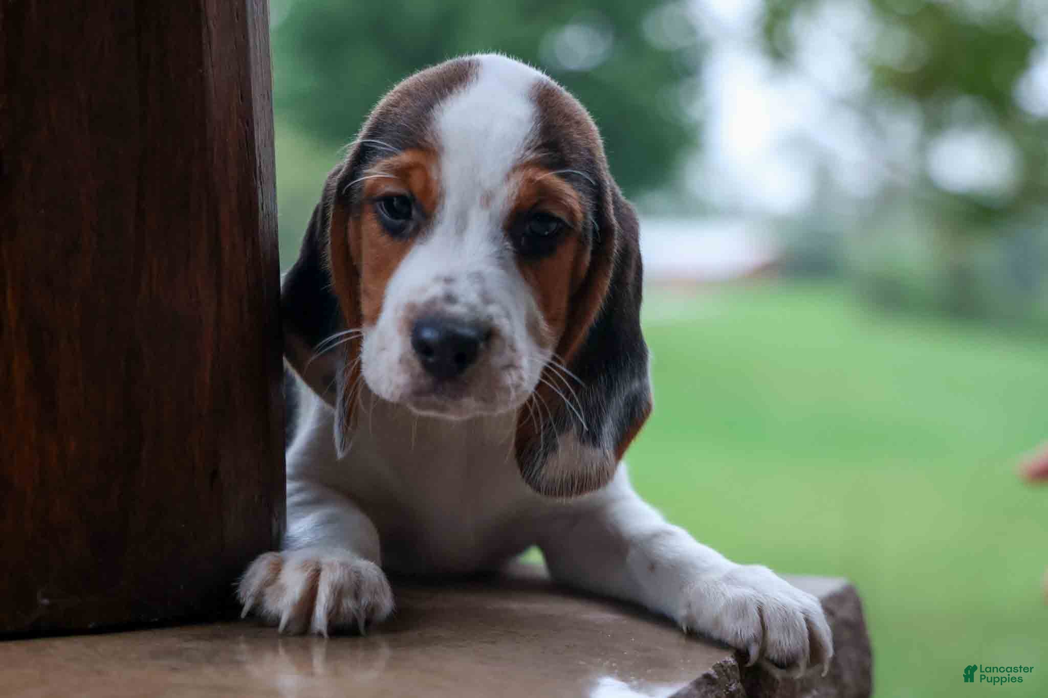 Beagle dogs  Dallas 🐾 - Ad 2