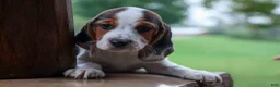 Beagle dogs for sale:  Dallas 🐾 - Ad 2