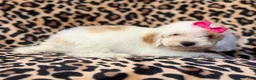 Mini Goldendoodle dogs for sale: Chloe - Ad 10