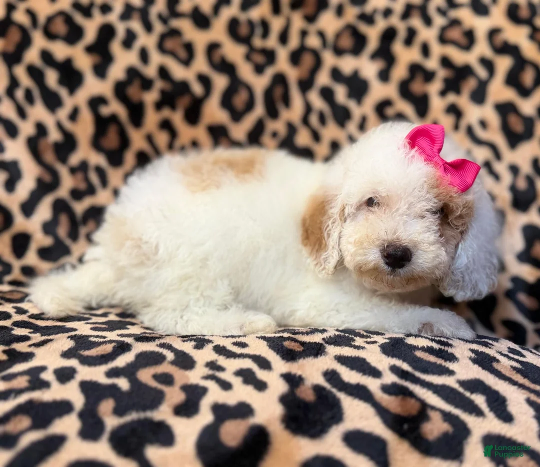 Mini Goldendoodle dogs for sale: Chloe - Ad 10