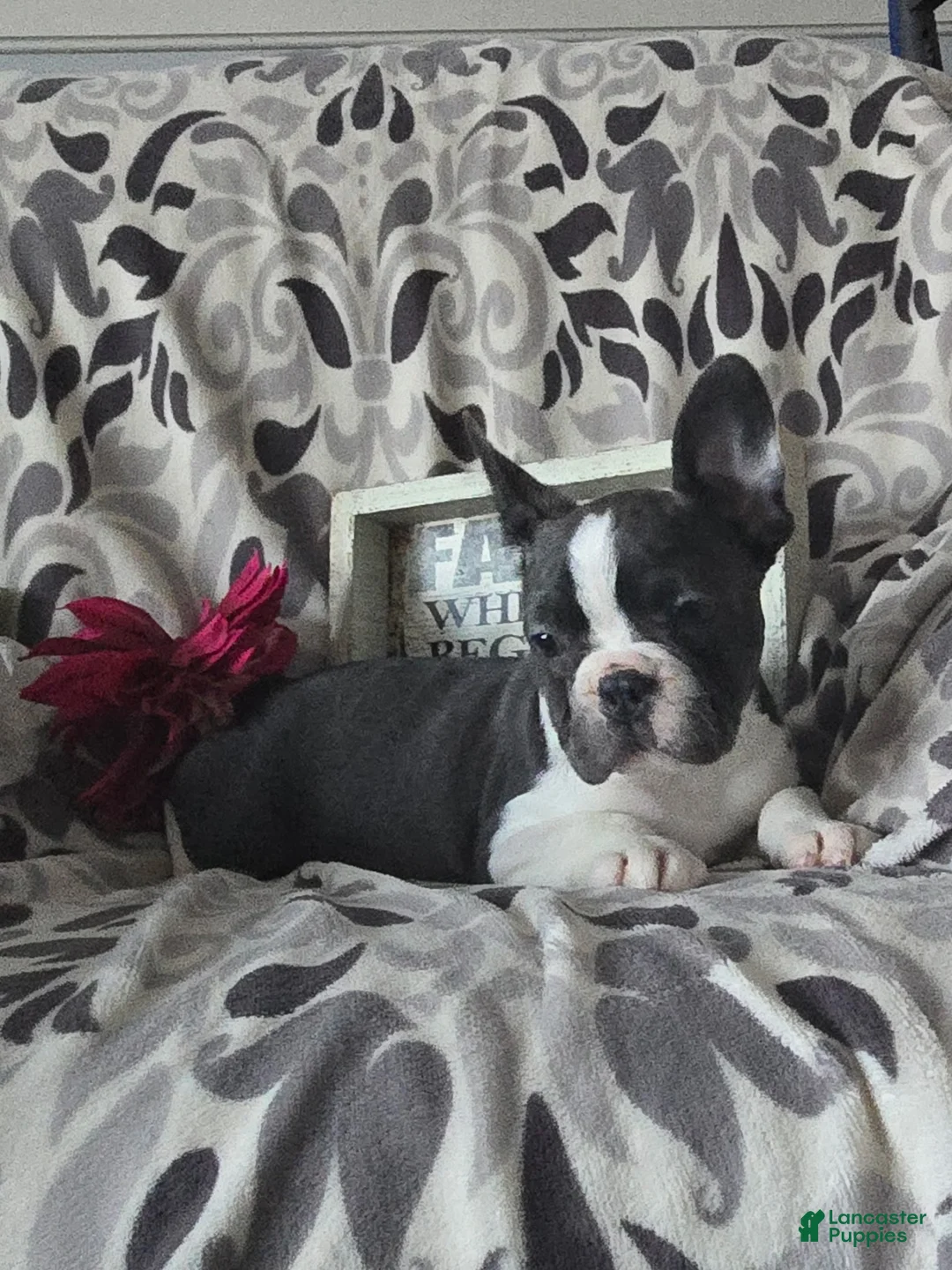 Frenchton dogs for sale: Yoko - Ad 2