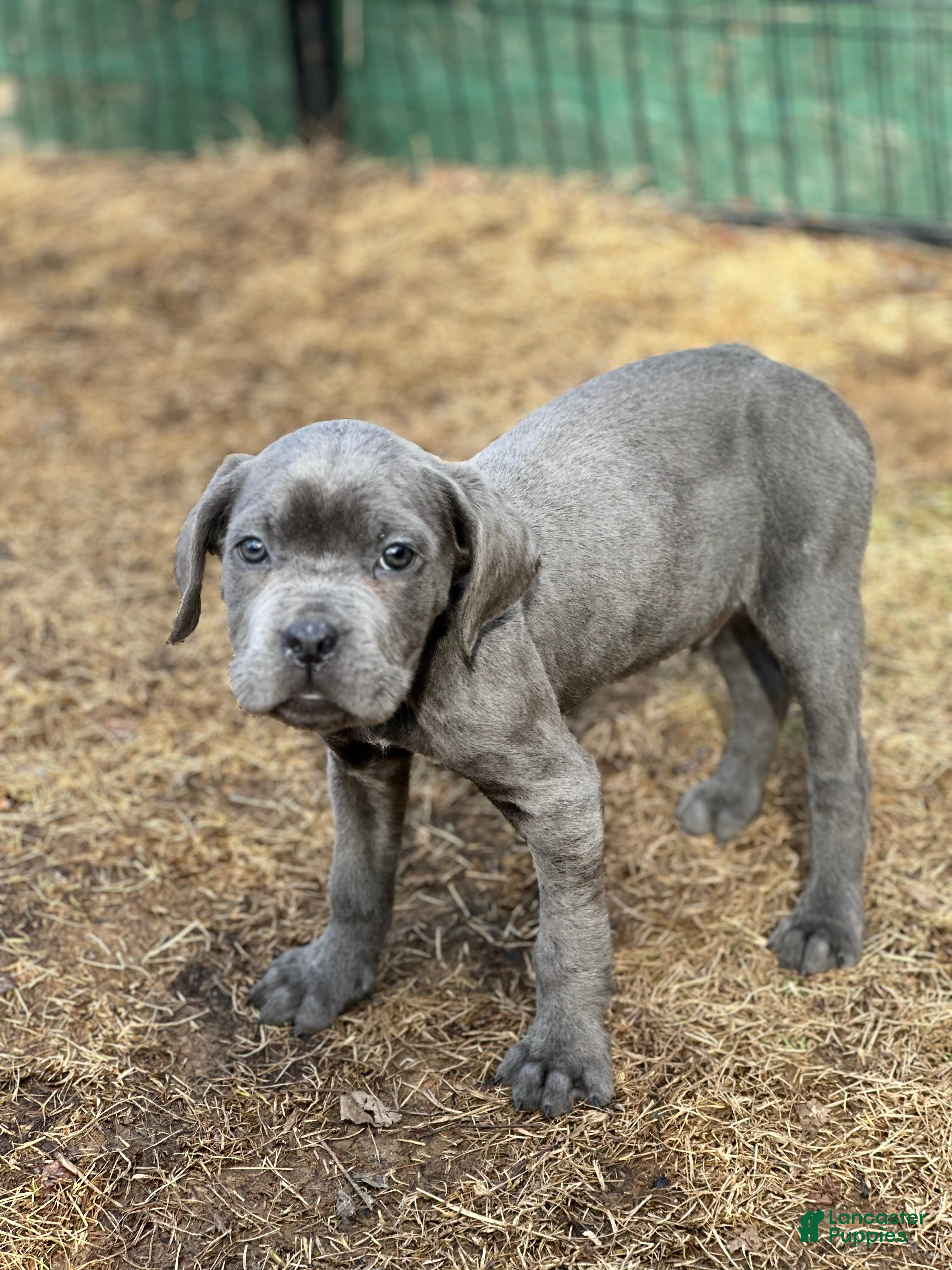 Cane Corso dogs Ash - Ad 36