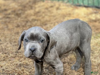 Cane Corso dogs Ash - Ad 36
