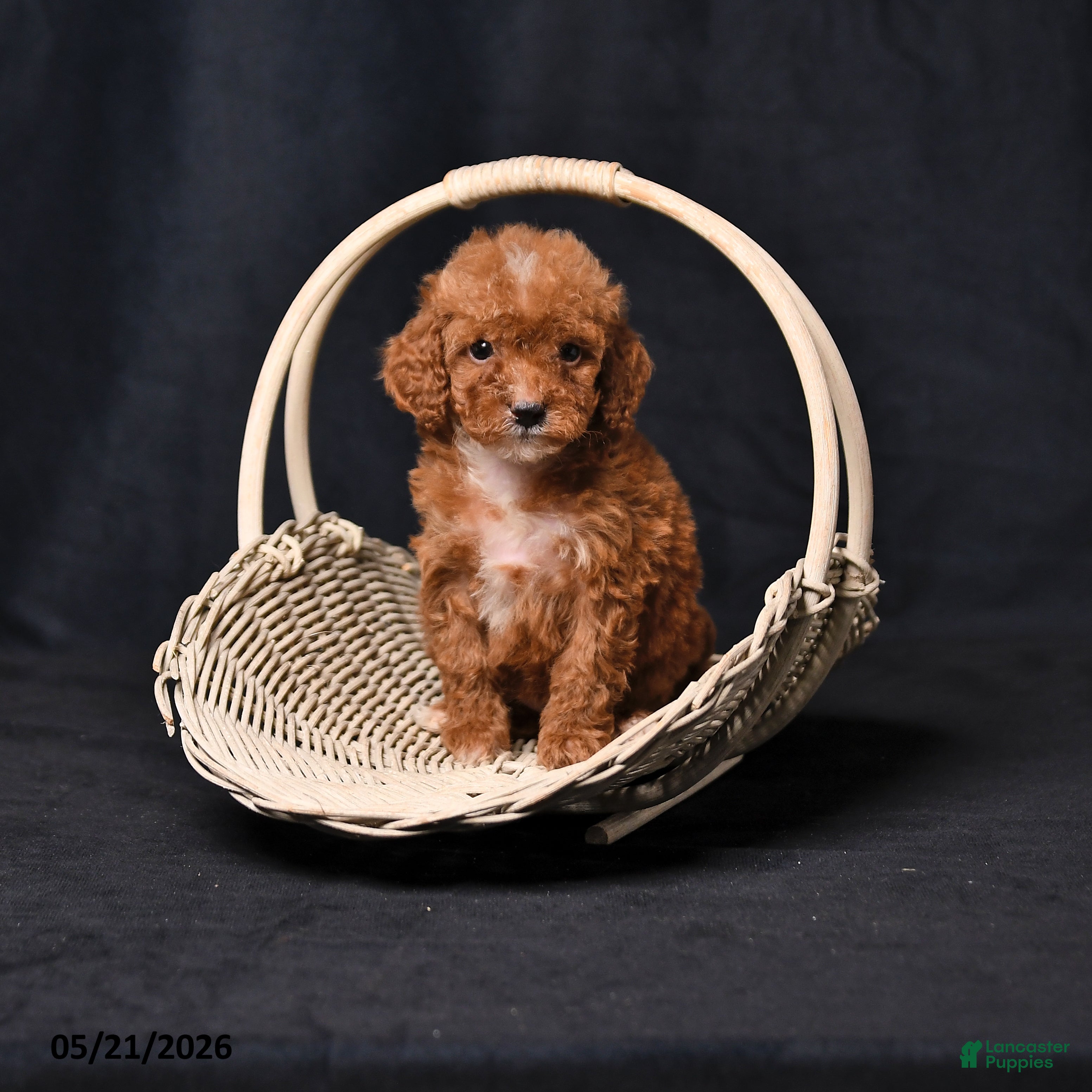 Toy Poodle dogs Tiny Clover - Ad 1