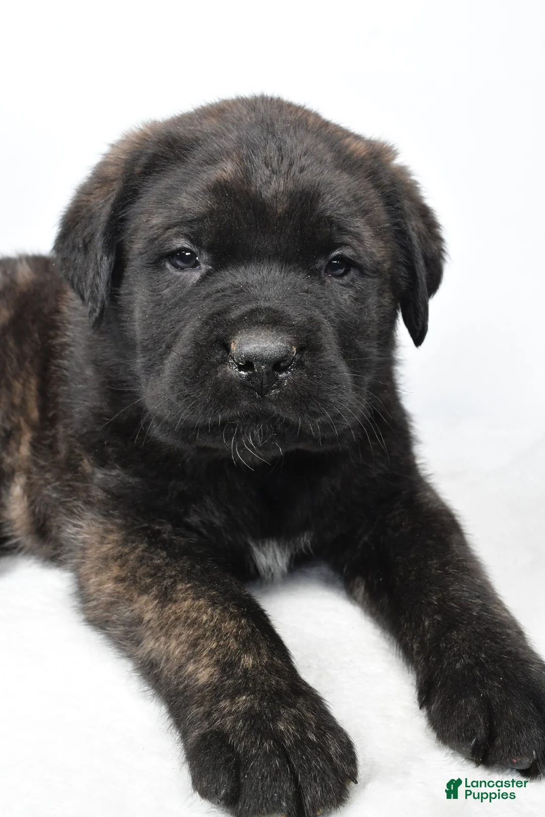 English Mastiff dogs for sale: Boxer - Ad 8
