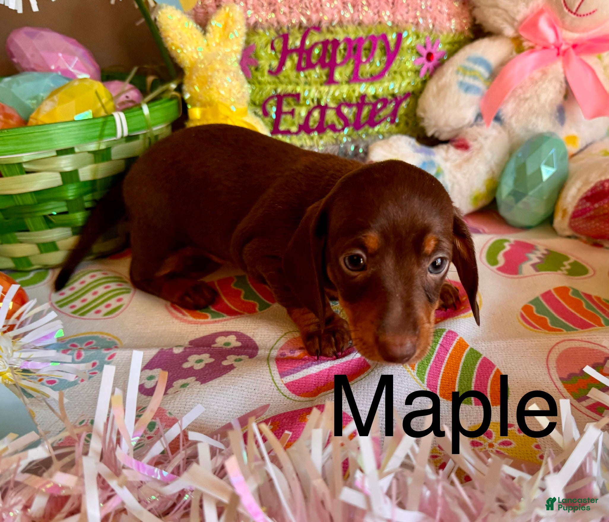 Miniature Dachshund dogs for sale: Maple - Ad 2