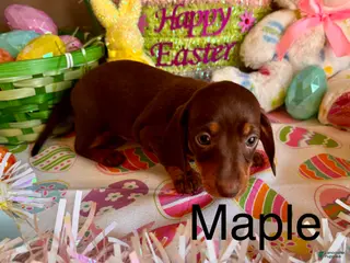Miniature Dachshund dogs for sale: Maple - Ad 2