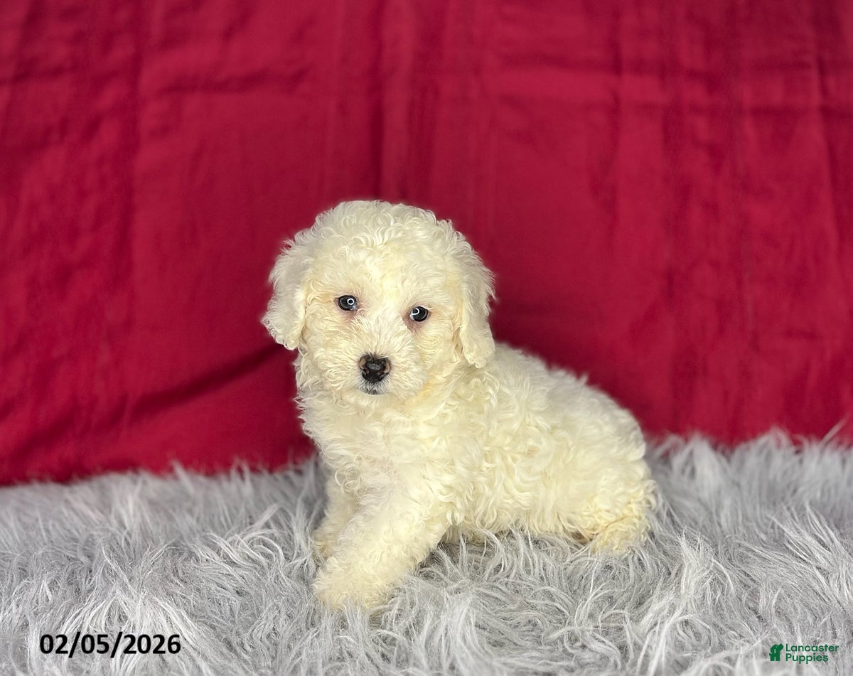 Bichon Frise dogs Jojo - Ad 2