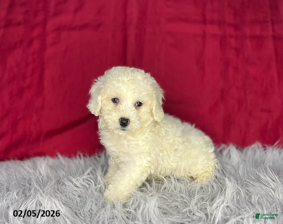 Bichon Frise dogs for sale: Jojo - Ad 2