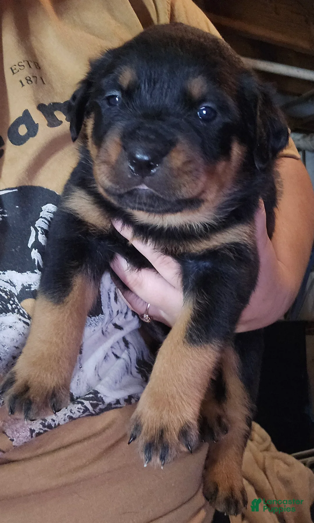 Rottweiler dogs for sale: Rottweiler red collar male  - Ad 2