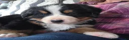 Bernese Mountain Dog dogs for sale: Bernese Mountain Dog Puppy 4 - Ad 4