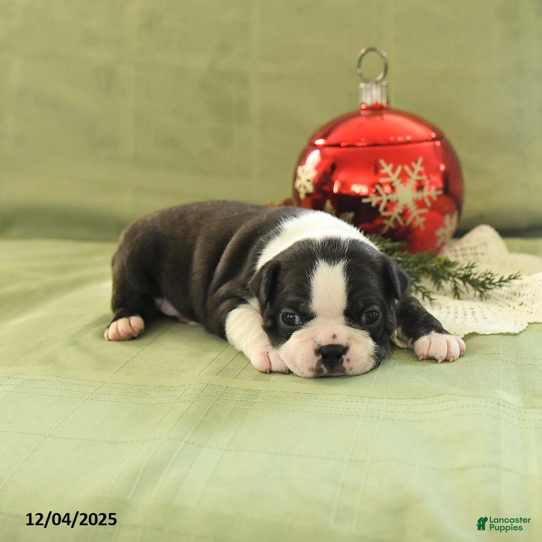 Boston Terrier dogs for sale: Mistletoe - Ad 4