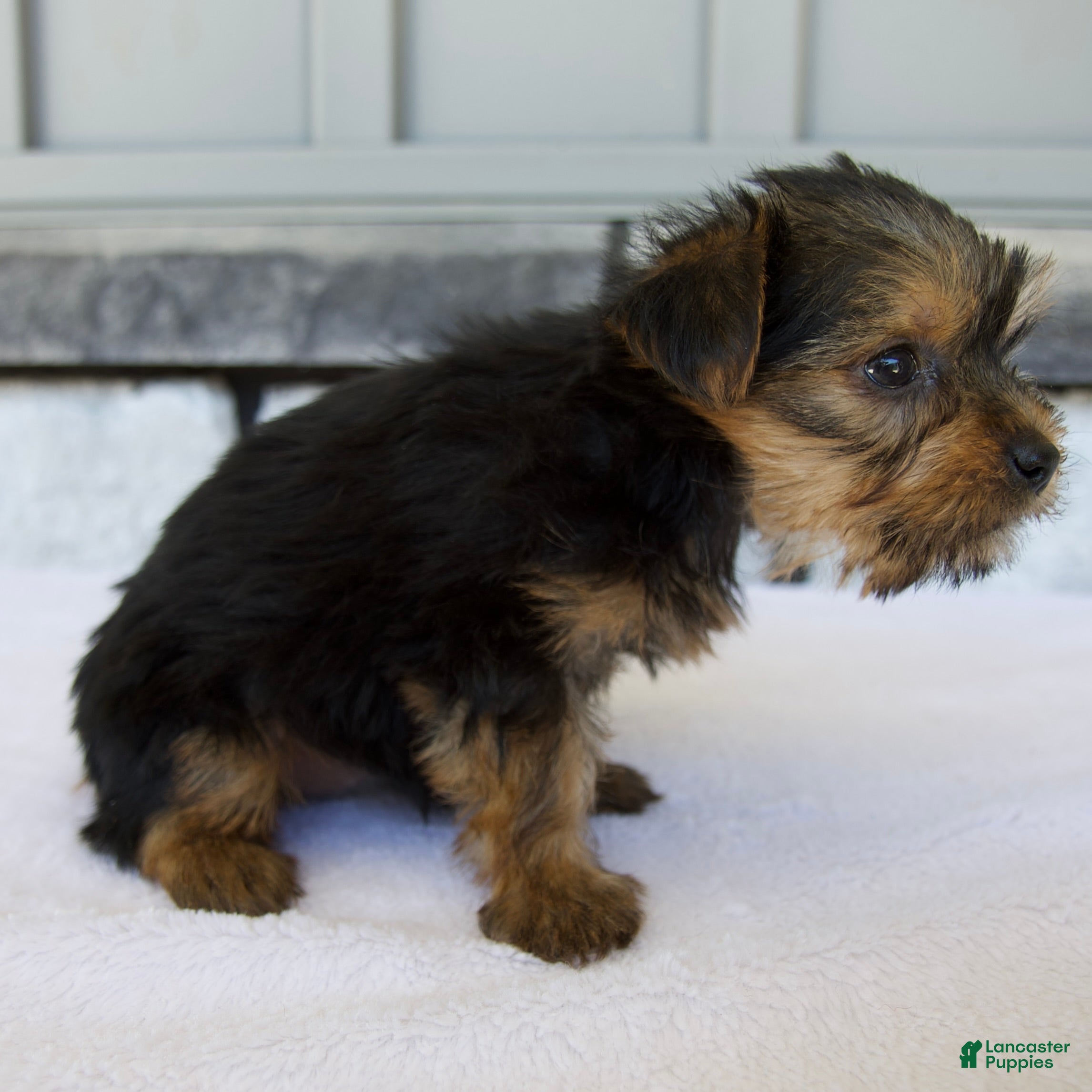 Yorkshire Terrier dogs Penny - Ad 2