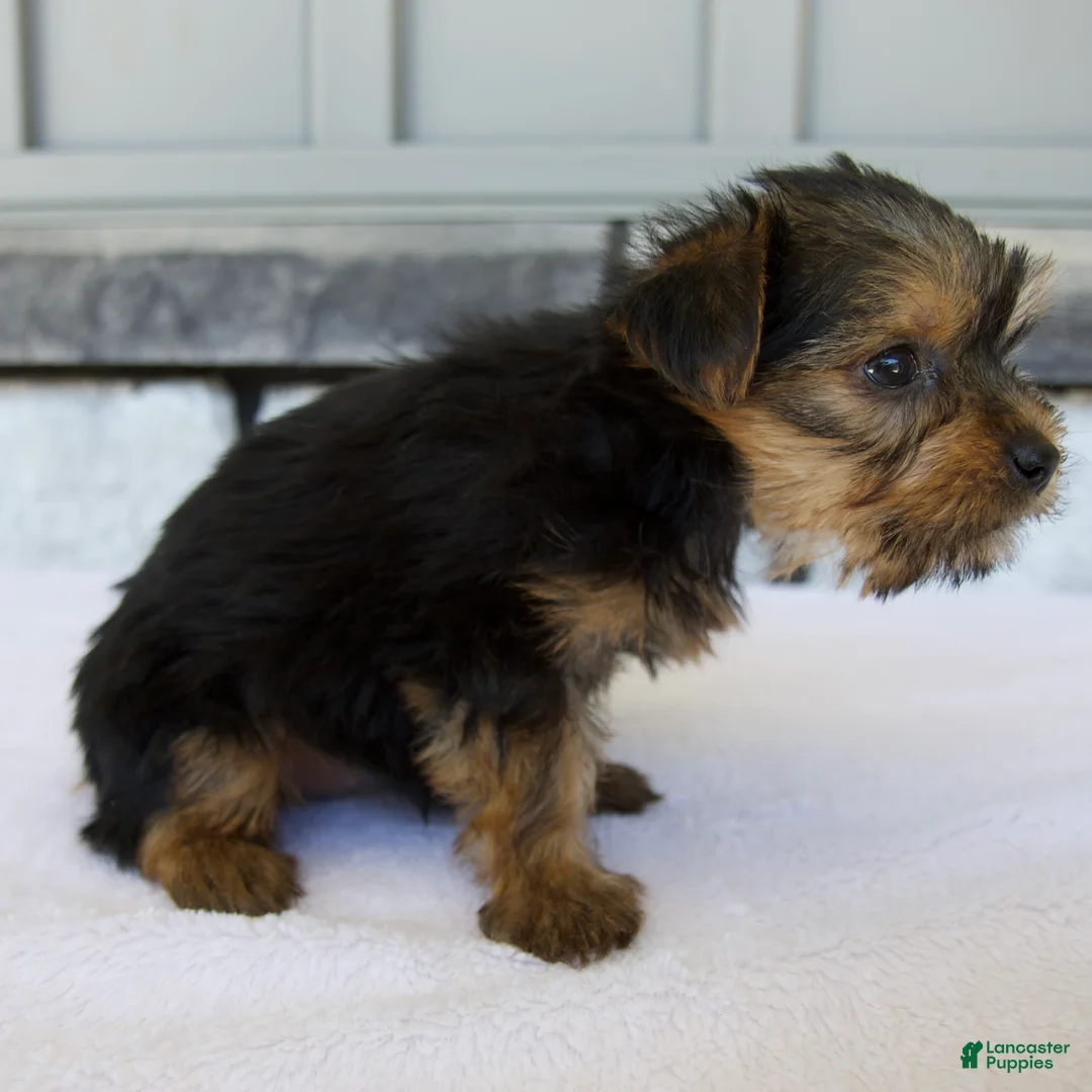 Yorkshire Terrier dogs for sale: Penny - Ad 2