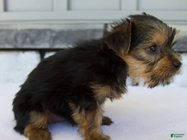 Yorkshire Terrier dogs for sale: Penny - Ad 2