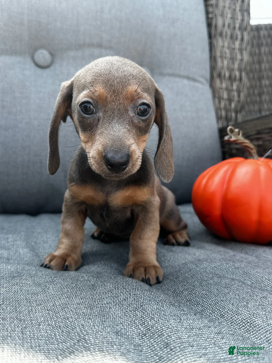 Miniature Dachshund dogs for sale: Franklin  - Ad 7