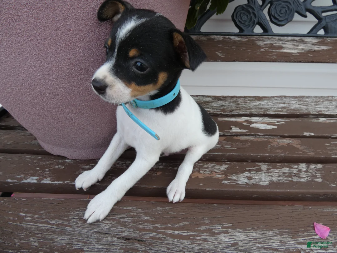 Toy Fox Terrier dogs for sale: Toy Fox Terrier 1 Trooper - Ad 2
