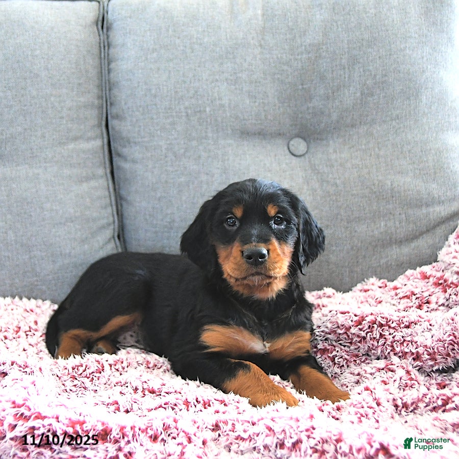 Mixed Breed dogs Dexter - Ad 3