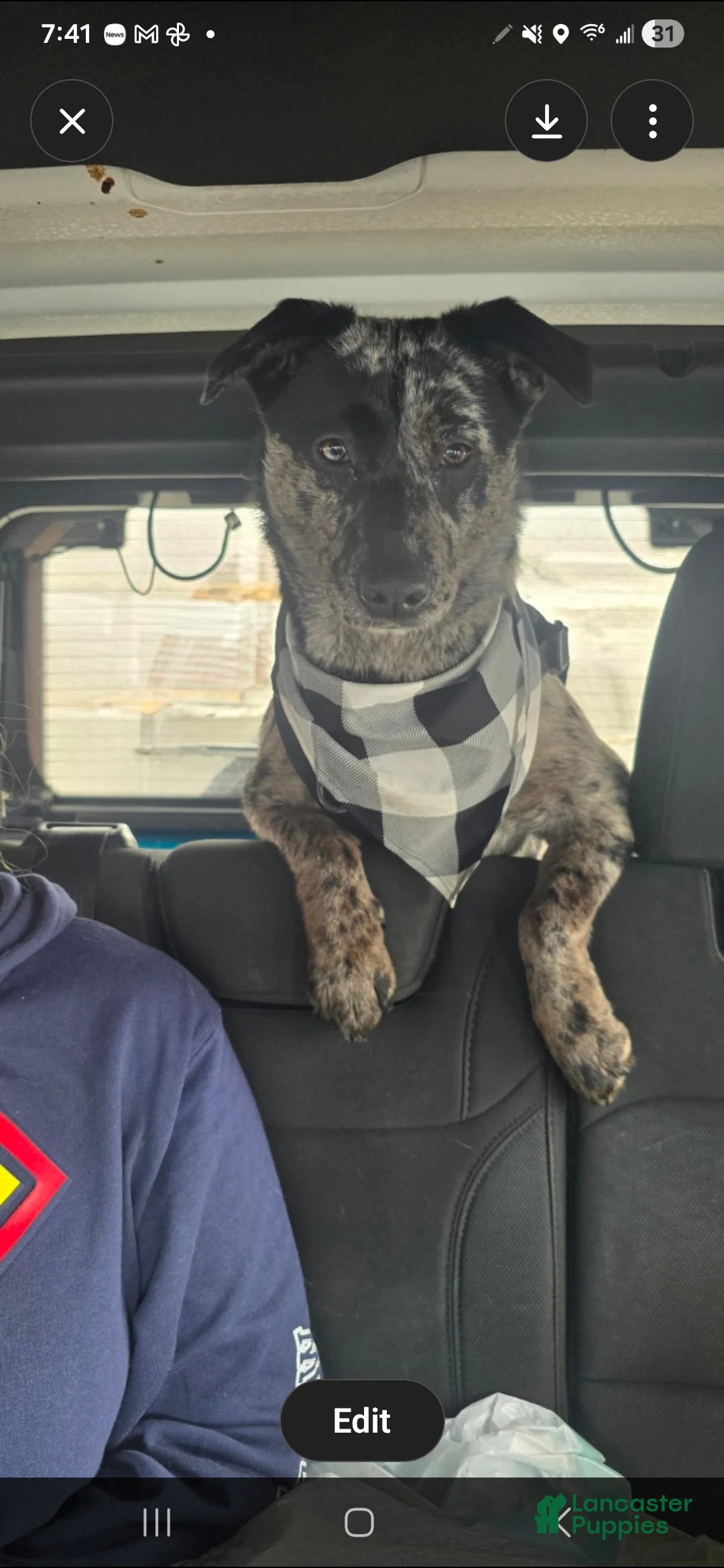 Mixed Breed dogs for sale: Gal - Ad 12