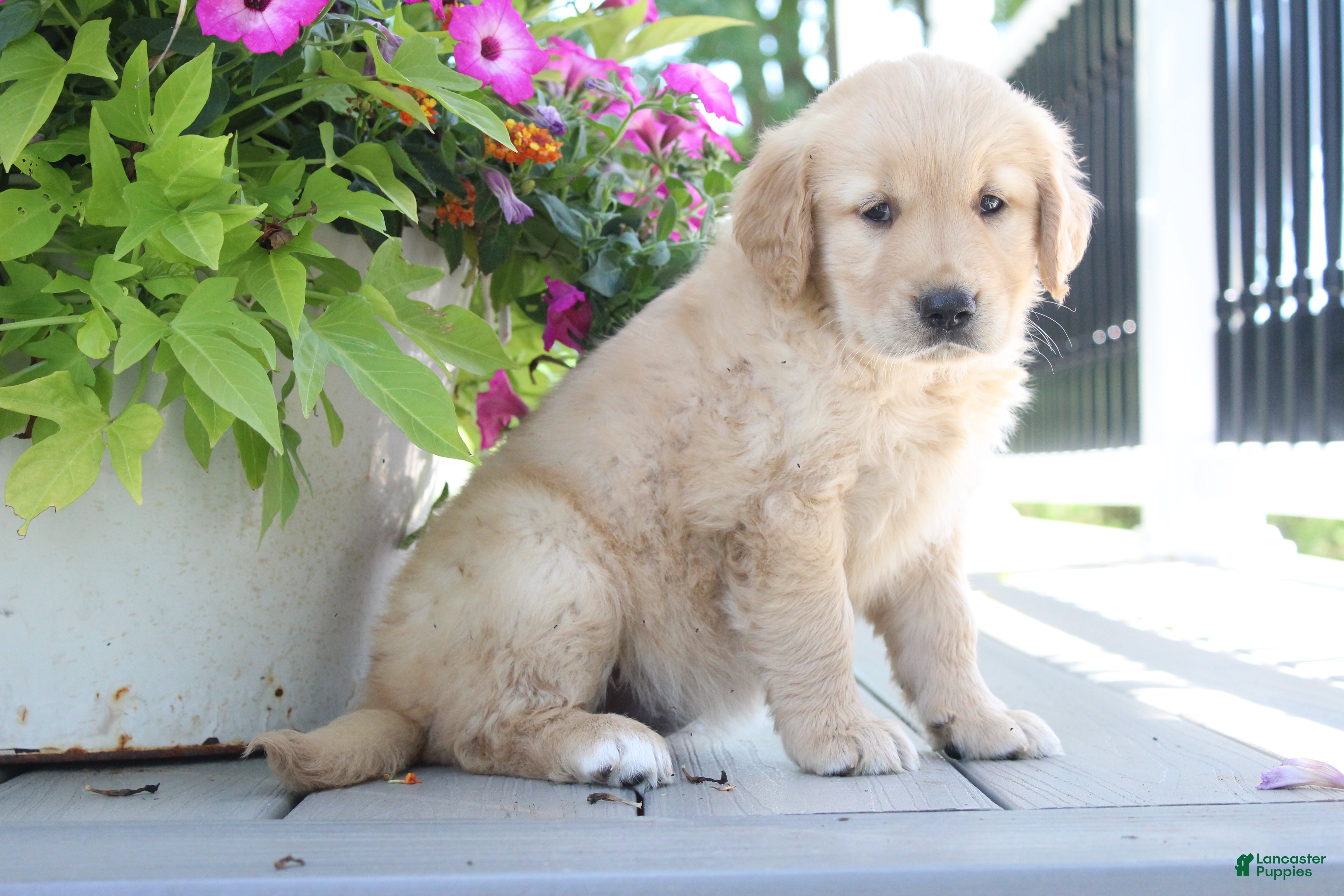 Golden Retriever dogs Tessa - Ad 2