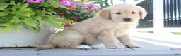 Golden Retriever dogs for sale: Tessa - Ad 2