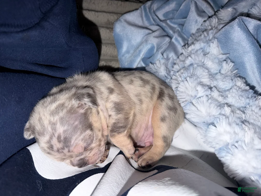 French Bulldog dogs for sale: French Bulldog Puppy 4 - Ad 1