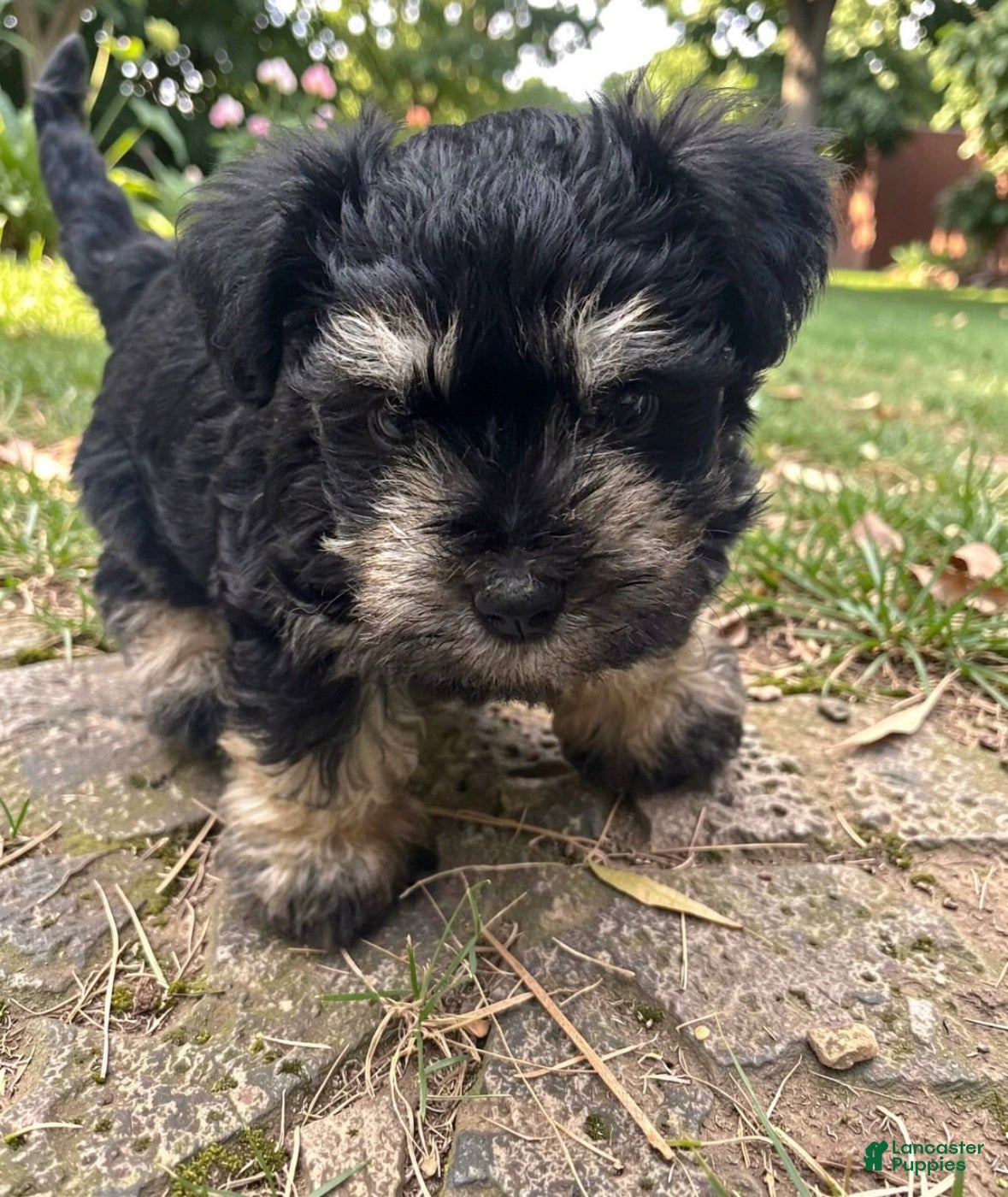 Miniature Schnauzer dogs Onyx  - Ad 29