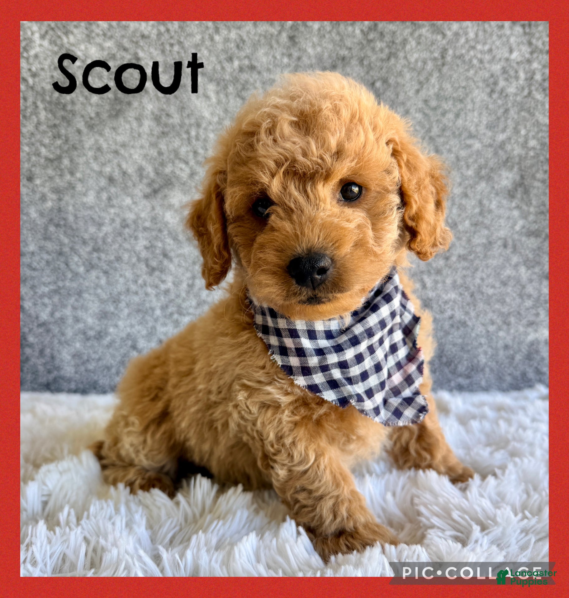 Mini Goldendoodle dogs for sale: Scout  - Ad 1