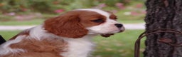 Cavalier King Charles Spaniel dogs for sale: Hudson - Ad 6