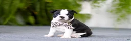 Boston Terrier dogs for sale: Bluey - Ad 8