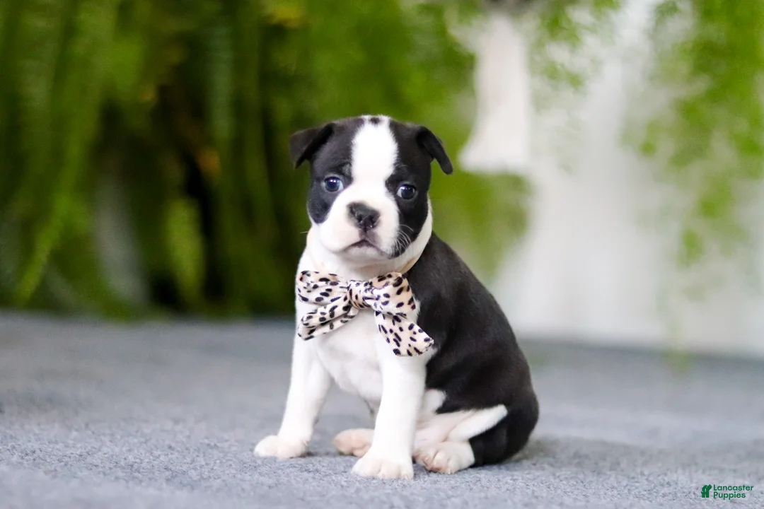Boston Terrier dogs for sale: Bluey - Ad 8