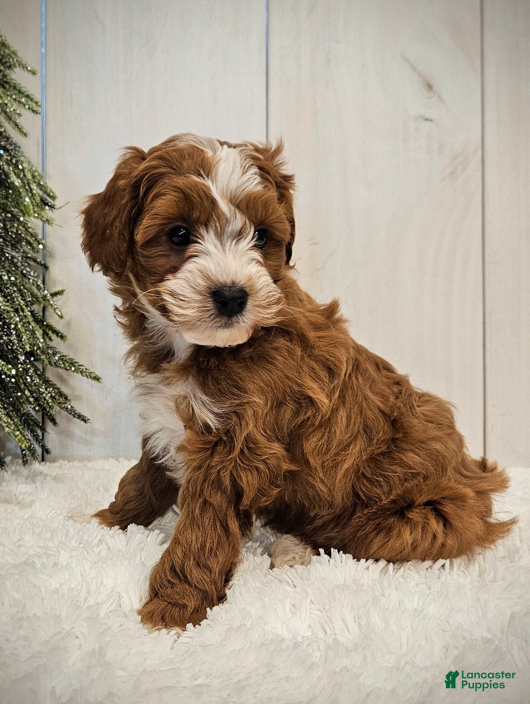 Mini Goldendoodle dogs for sale: Charlie F1B mini - Ad 9