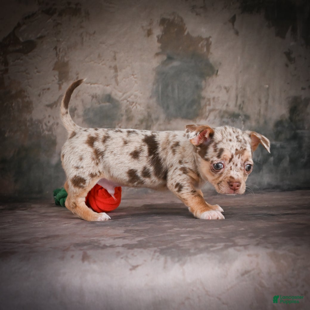 Chihuahua dogs for sale: Cash - Ad 2