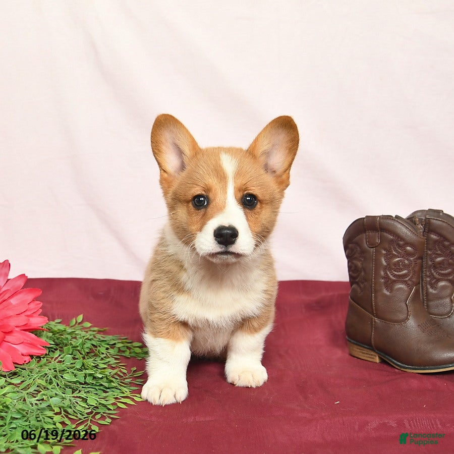 Welsh Corgi Pembroke dogs T Bone - Ad 2