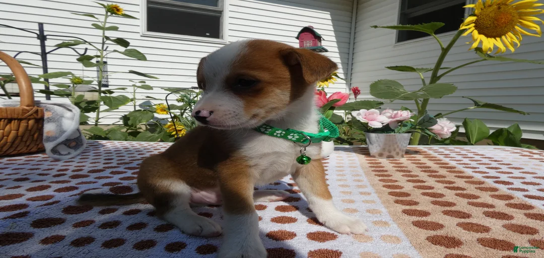 Gallery Image {{count}}