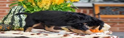 Miniature Bernese Mountain Dog dogs for sale: Lisa - Ad 3
